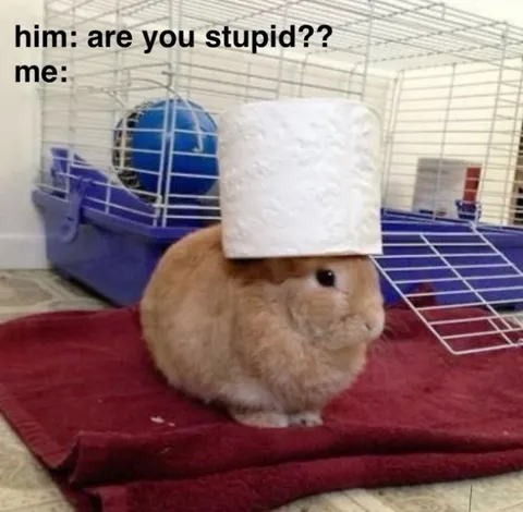 Are You Stupid Rabbit