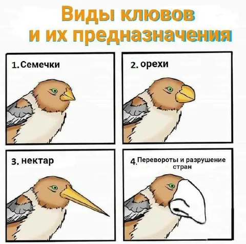 Виды клювов и их значение