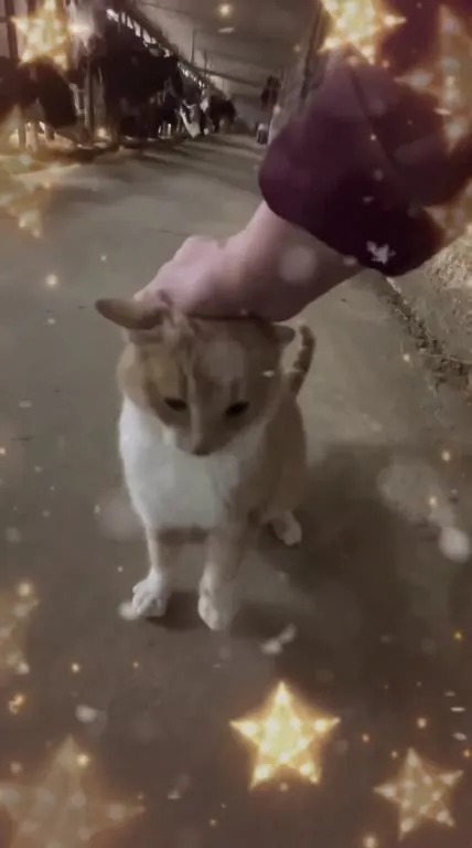 Кот под волшебным заклинанием