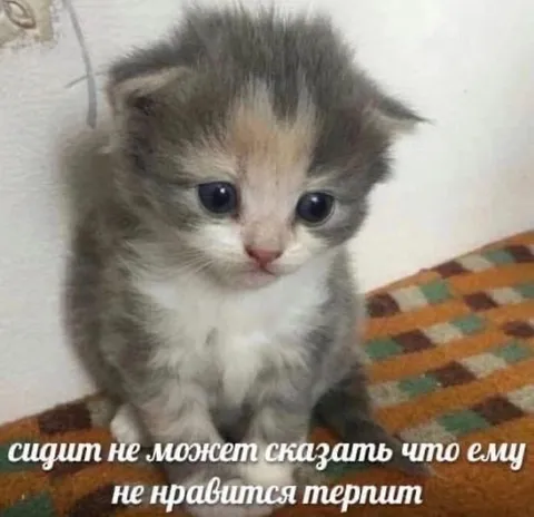 Котёнок терпит всё