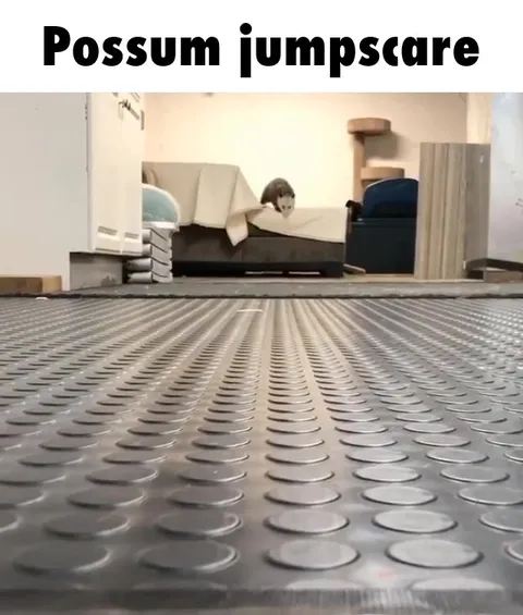 Possum Jumpscare From Under the Bed