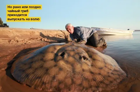 Чайный гриб на воле