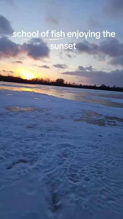 School of Fish Enjoying Sunset
