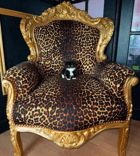 Крошечный кот на троне