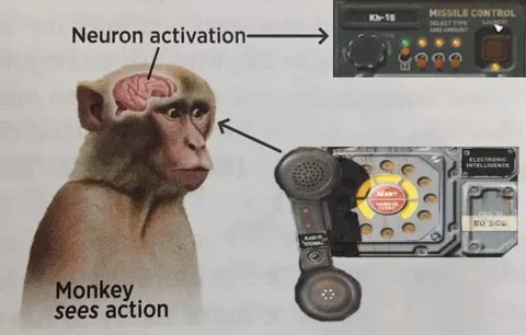 Monkey Sees Action
