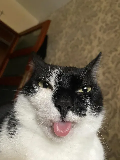 Кот с высунутым языком