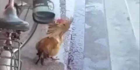 Курица под страшную музыку