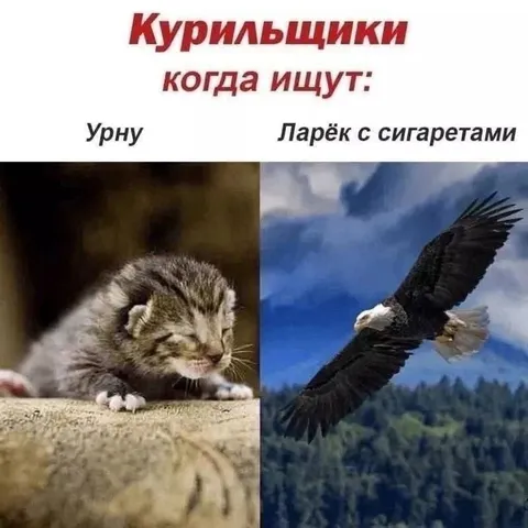 Курильщики ищут сигареты