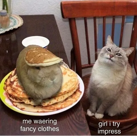 Cat Wearing Fancy Clothes