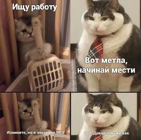 Выпускник МГУ ищет работу