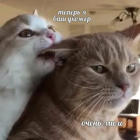 Теперь я ваш ухожер