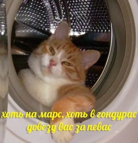 Кот довезёт за певас