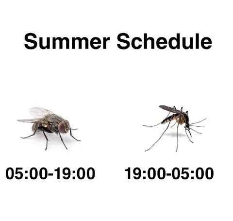 Summer Schedule: Flies and Mosquitoes