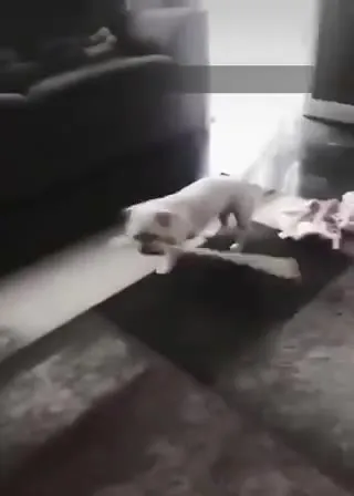 Щенок танцует на диване
