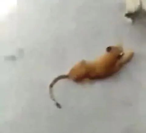 Кот убегает от игрушечной мыши