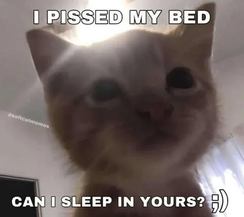 Cat Asks to Sleep in Your Bed