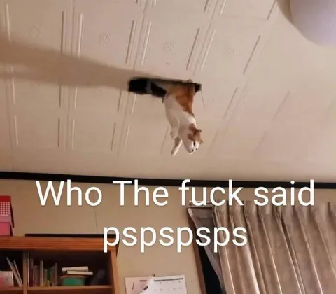 Cat Rejects Pspspsps