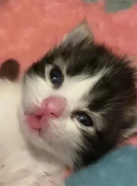 Милый котёнок с грустным взглядом