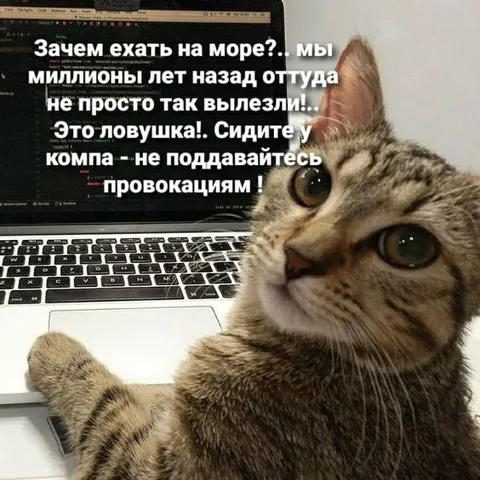 Кот предупреждает о ловушке