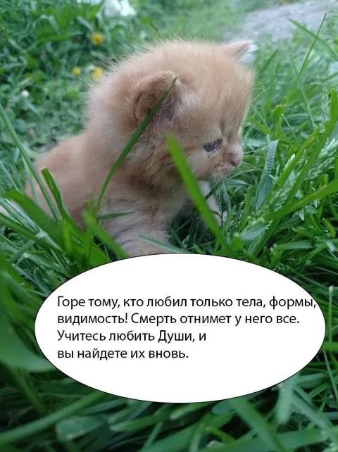 Котёнок о любви к душе