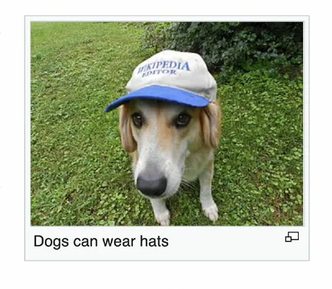 Dogs Can Wear Hats