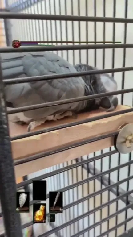 Birb of the Boreal Valley