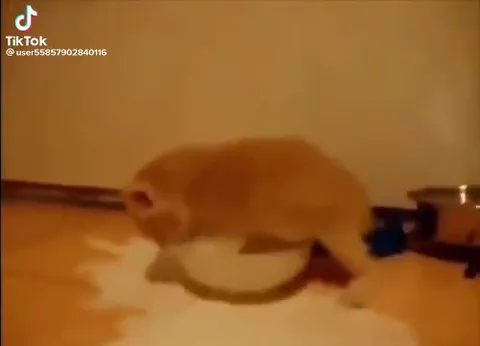 Кот катается на миске