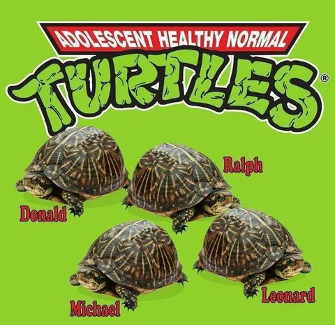 Adolescent Healthy Normal Turtles