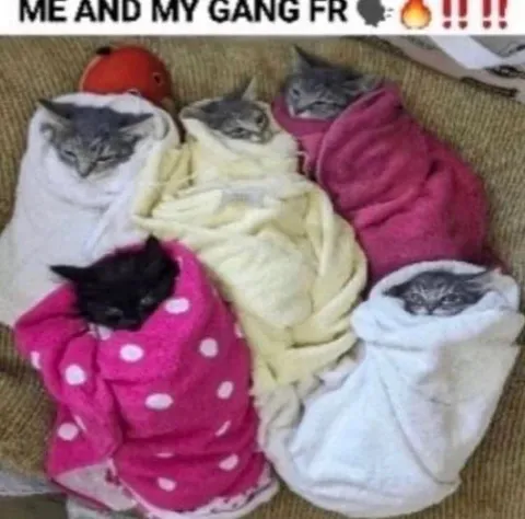 Me and My Gang Wrapped Up