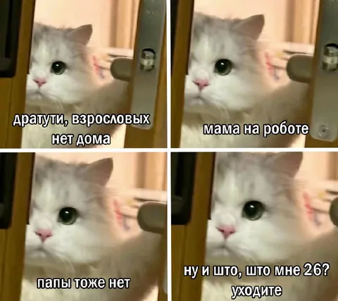 Кот прогоняет взрослых