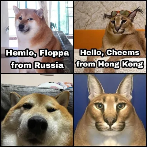 Hemlo Floppa and Cheems