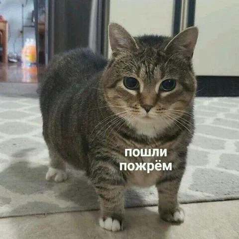 Пошли пожрём с котом