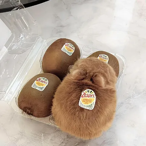 Kiwi Fruit Cat Impostor