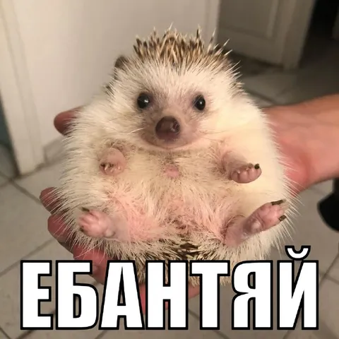 Ёжик говорит «ебантый»