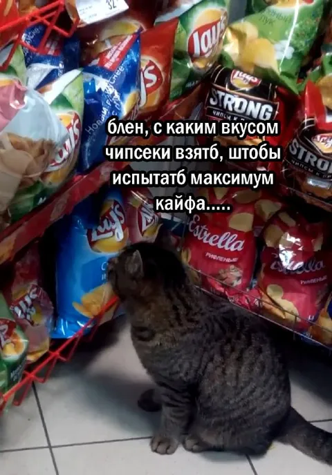 Кот выбирает вкус чипсов