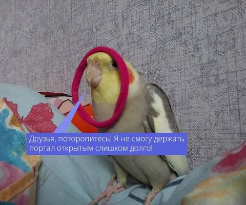 Попугай не может держать портал открытым