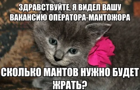 Котёнок ищет оператора-мантожора