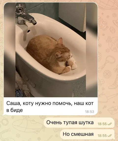 Кот в биде