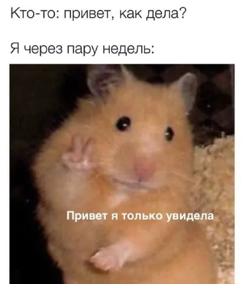 Хомяк увидел сообщение через две недели