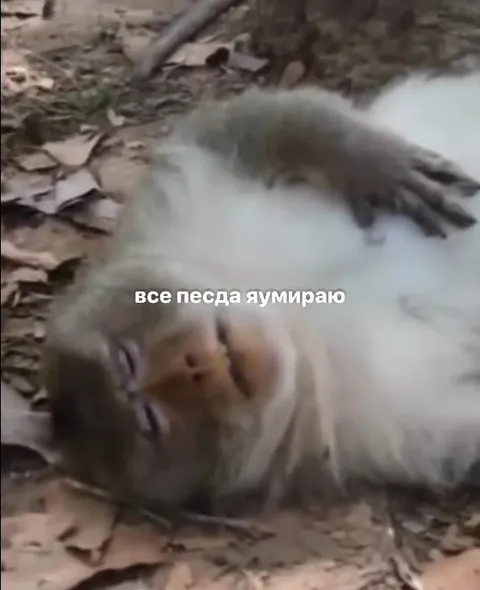 Все песда яумираю