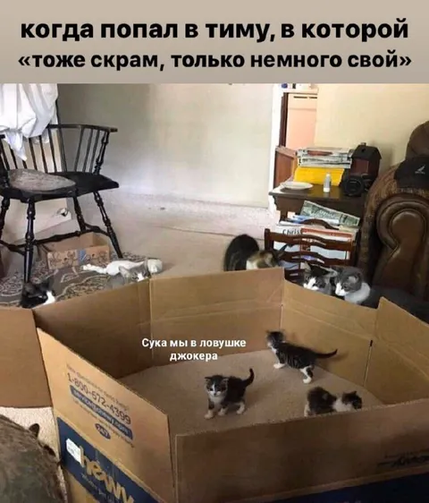 Котята в ловушке Джокера