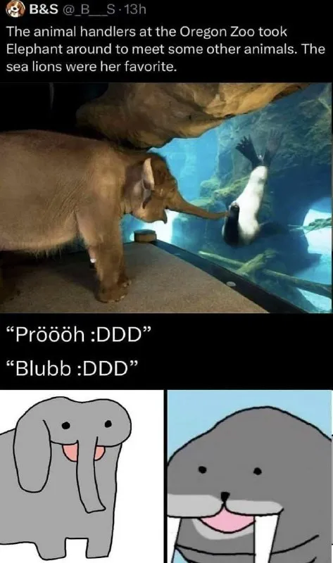 Elephant Meets Its Favorite Sea Lions