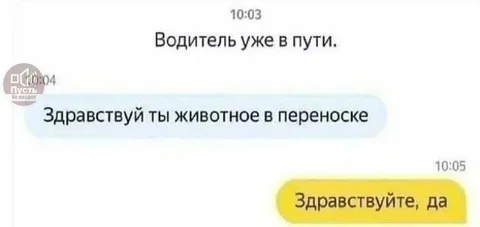 Животное в переноске