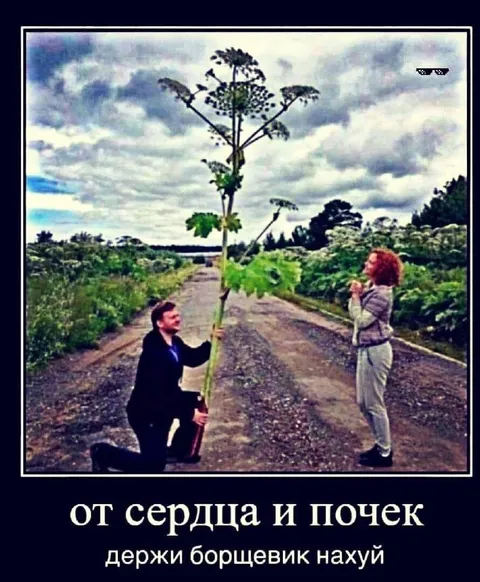 Букет борщевика от сердца