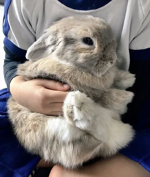 Плюшевый кролик на руках