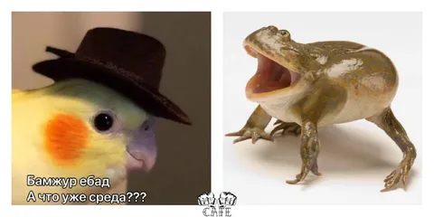 Попугай узнал, что уже среда