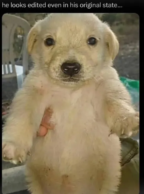 Puppy Looks Edited in Real Life