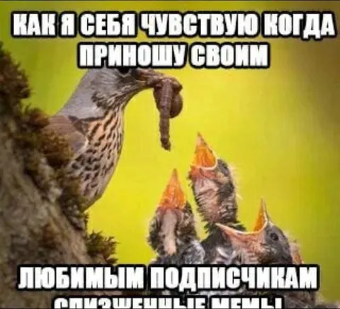 Как я себя чувствую с подписчиками