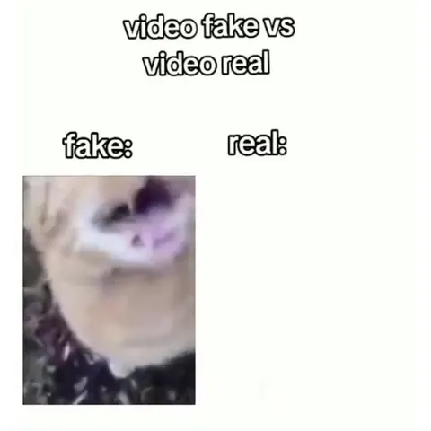 Fake Video vs Real Cat
