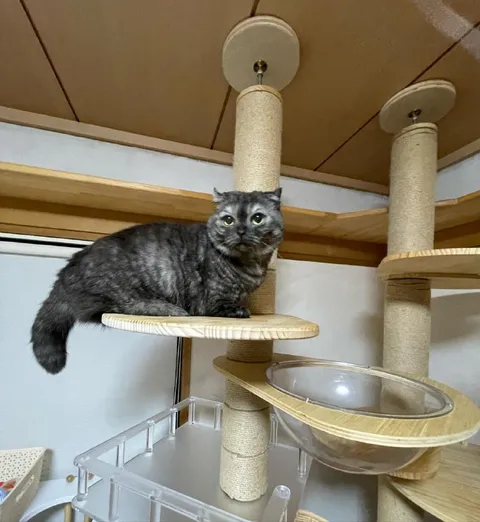Кот на верхней полке